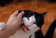 Cum sa tratezi o muscatura de pisica