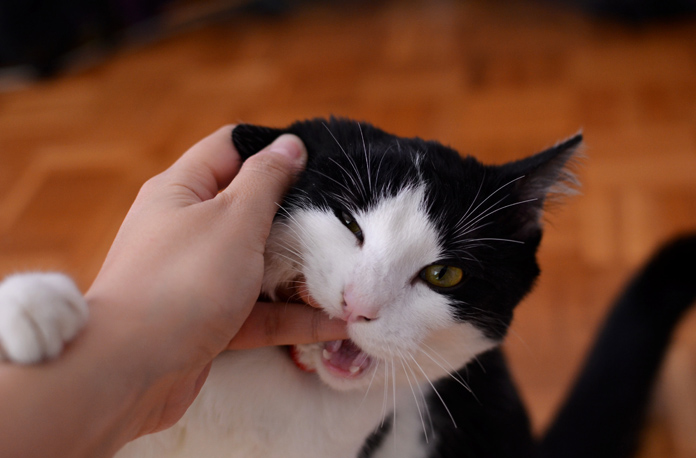 Cum sa tratezi o muscatura de pisica